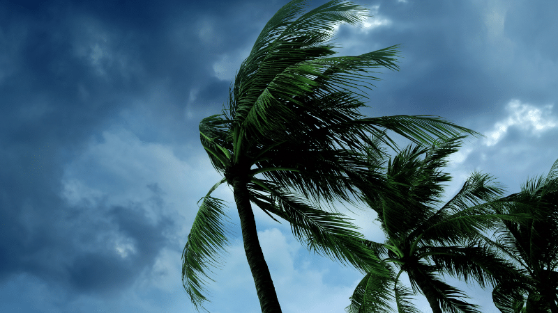 飓风吹树